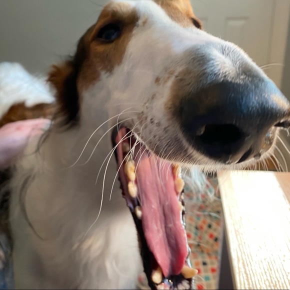 borzoi_